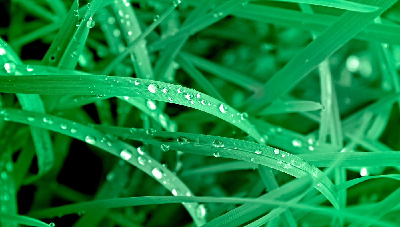 bioetanolo biofiamma biomassa